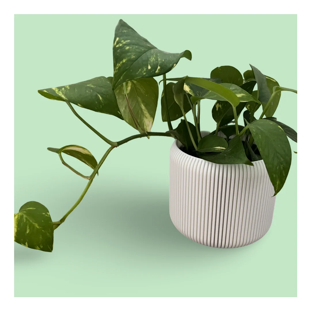 Vaso Nervura
